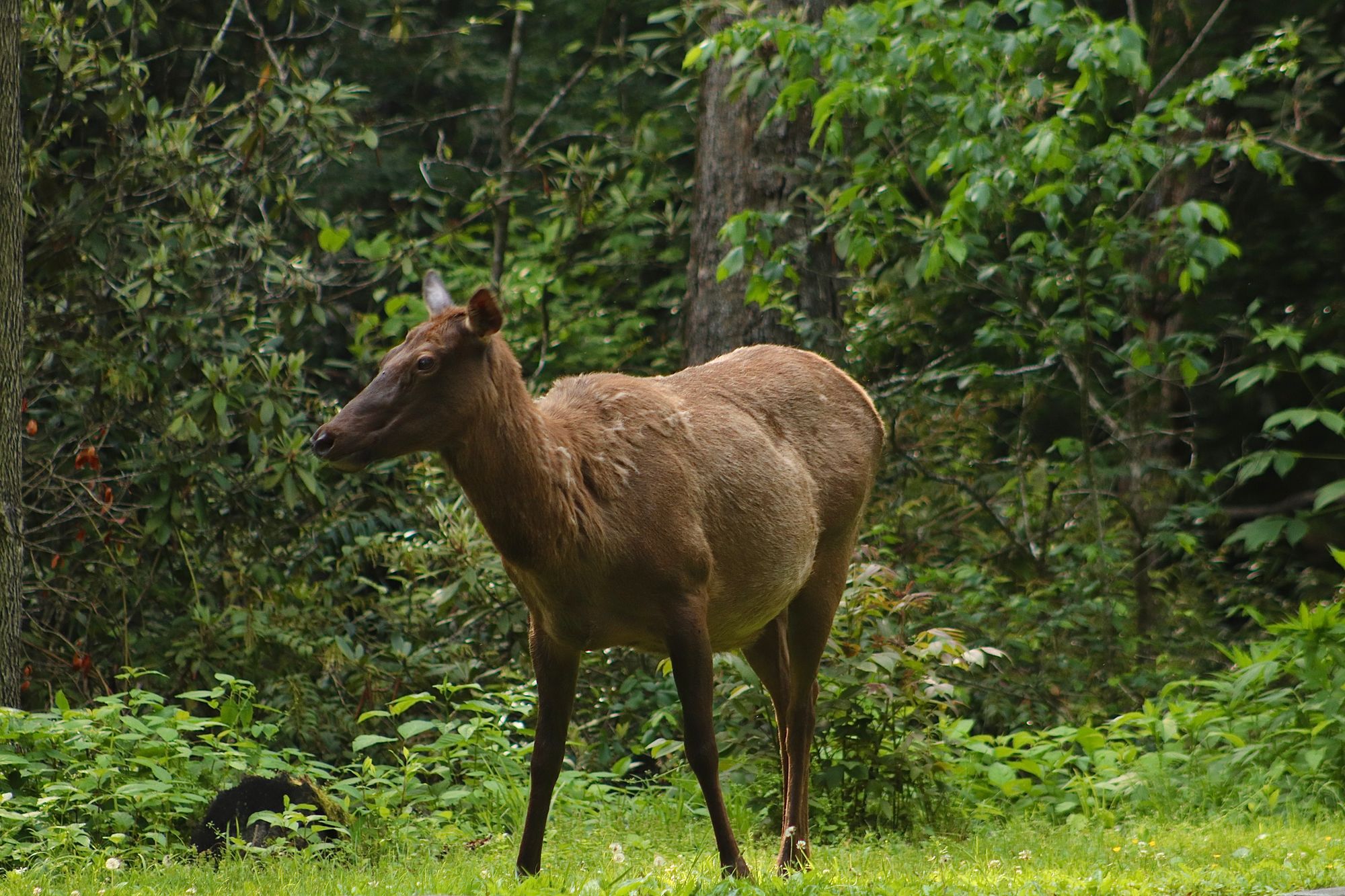 Smokies Weekend Itinerary