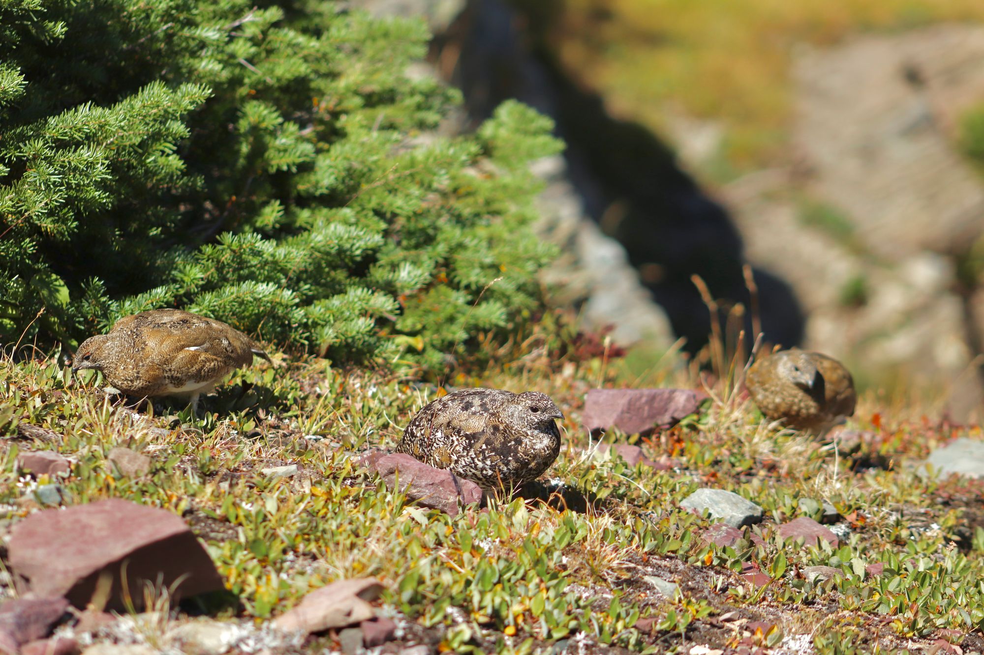 three white-tailed ptarmigan